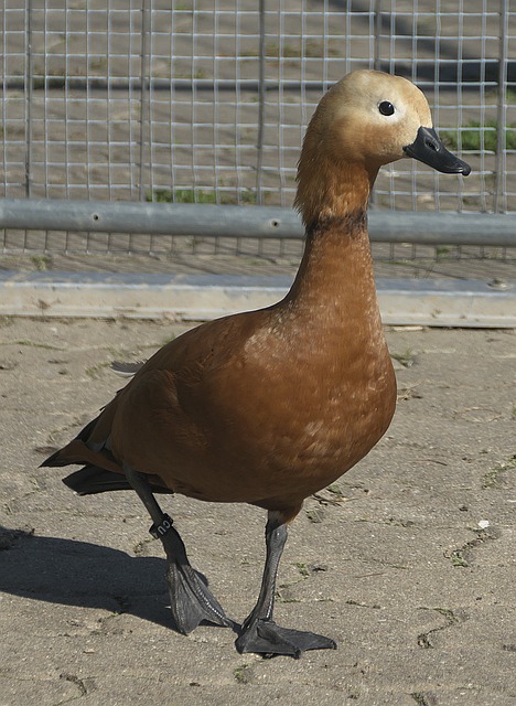 反观布莱克